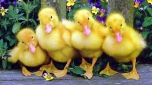 Утята помогают почтальонам в доме престарелых (ВИДЕО)