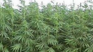 Полиция намеревалась поджечь поле конопли, но позже передумала