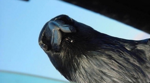 В Одессе агрессивные вороны нападают на людей 