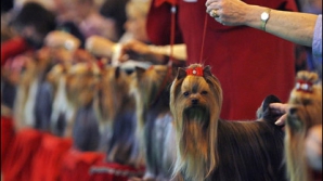 Сотни собак из 17 стран участвуют в выставке 