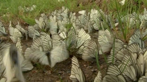 Аномальное нашествие мух и бабочек зафиксировано в России