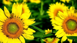 Жаркая погода негативно влияет на развитие зерновых и овощных культур