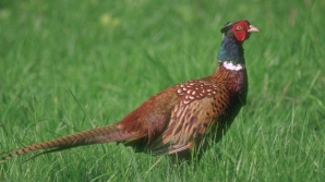 300 фазанов обрели свободу в Яловенском районе