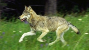 Волки нападают на животных в селах Молдовы