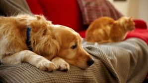 В Кишиневе за домашних животных будут платить налоги