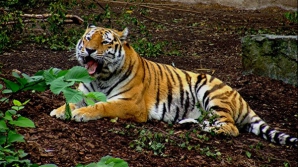 В зоопарке Копенгагена тигры разорвали молодого человека