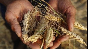 Треть урожая пшеницы в стране потеряна из-за засухи