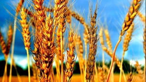 Жара уничтожает урожай, заявляет Влад Филат