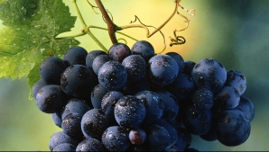 Винограда ожидается на четверть меньше, чем в прошлом году