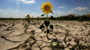 Фракция ПКРМ считает, что есть предпосылки для введения режима ЧС из-за засухи