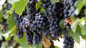 В этом году виноград подорожает на 10 процентов