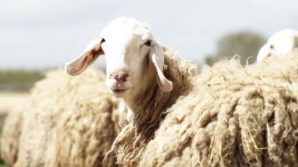 Овцеводство в Молдове – на грани исчезновения