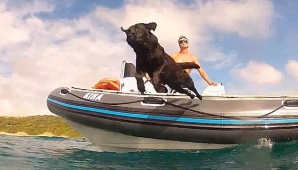 Лабрадор любит плавать с дельфинами (ВИДЕО)