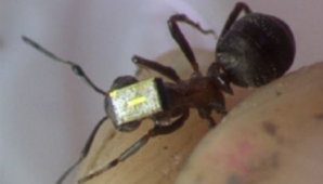В Англии на муравьях установят небольшие датчики 