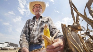  Специалисты оценивают ущерб сельскому хозяйству страны