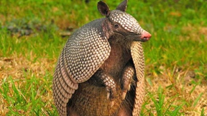 Талисманом чемпионата мира по футболу в Бразилии стал броненосец