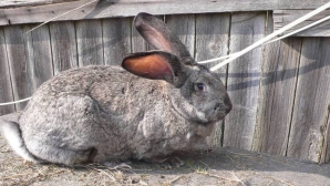 Увлечение кроликами молдавский фермер превратил в доходный бизнес