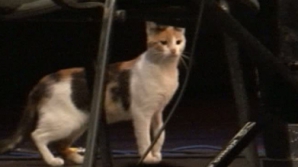 О фестивале Ethno Jazz, его поклонниках и необычных почитателях