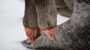 В российском Арзамасе состоялись гусиные бои
