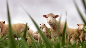 В Австралии овцы ходят в магазины (ВИДЕО)