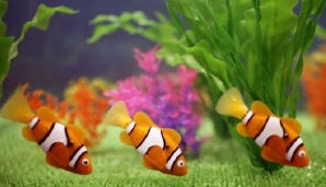 Аквариумные рыбки, которые не требуют корма