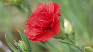 "Красная гвоздика может сменить серп и молот коммунистов"