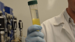 Бактерии смогут вырабатывать дизтопливо 