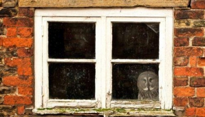 В Великобритании нашли страдающую агорафобией сову