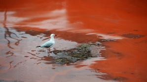 Вода у побережья Сиднея стала ярко-красной (ФОТО)