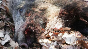 Задержаны охотники, незаконно застрелившие кабана в приграничной зоне