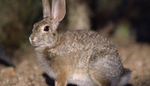 В Молдове открывается сезон охоты на зайца