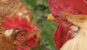 Жители Молдовы о конце света: Помрем мы, как куры