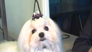 В Кишиневе открылась выставка собак: на мероприятие привезли 150 пород из 18 стран