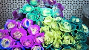 Китайцы создали розы с эффектом хамелеона