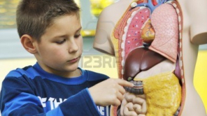 Баптистская церковь предлагает внести поправки в учебники по биологии и анатомии