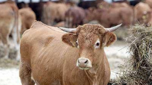 В селе Брэвичены на ферме разводят коров мясной лимузинской породы 