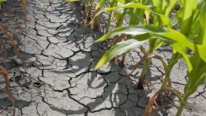 Засуха в Молдове в 2012: ущерб составил 2 миллиарда леев