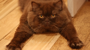 В США коты признаны опасными хищниками