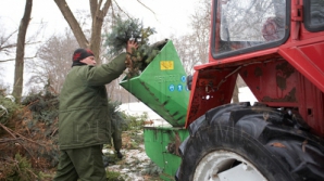 Фоторепортаж с места переработки новогодних елок 
