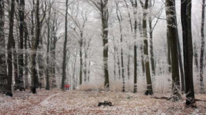 Труп девушки с перерезанным горлом обнаружен в лесу в Ниспоренском районе