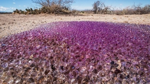 В аризонской пустыне обнаружены загадочные фиолетовые сферы (ФОТО)