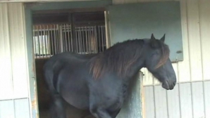 Хит YouTube: лошадь "Гудини" сбегает из загона