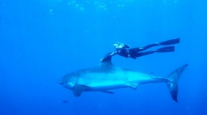 На Гавайях девушка прокатилась на акуле-людоеде (ВИДЕО)