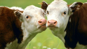 Роботы научились доить коров