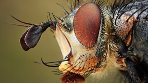 Студент из Словакии делает удивительные макроснимки насекомых (ФОТО)