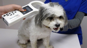 Всем британским собакам поставят микрочипы