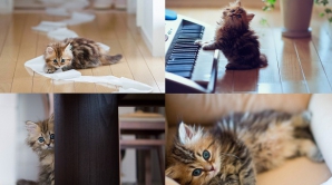 BBC World назвал самого симпатичного котенка в мире (ФОТО)