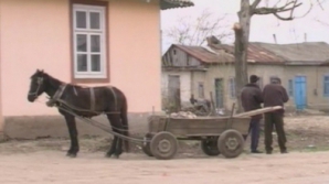 Гужевой транспорт, возможно, обзаведется регистрационными номерами