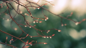 Прогнозы метеорологов: дождливой выдастся треть марта