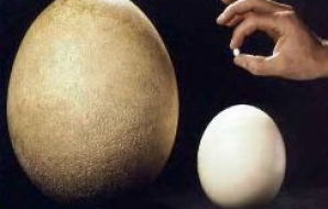 В аукционном доме Christie's на продажу выставлено самое крупное яйцо